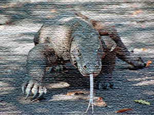 Komodo Dragon